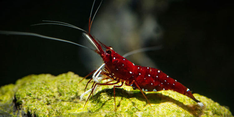 5 Udang Hias (Red Cherry, Rili) Untuk Mempercantik Akuarium Low Tech