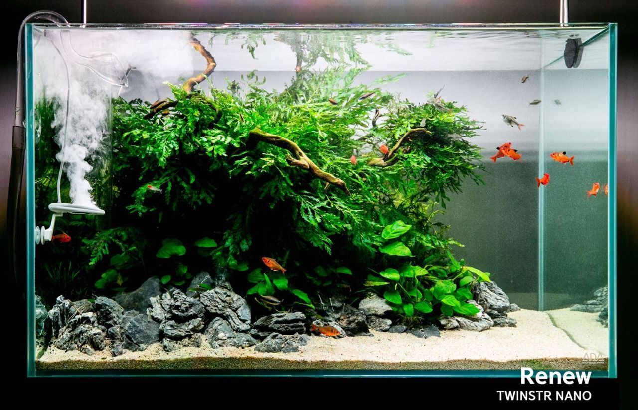 Bisakah Aquascape Low Tech Seindah High Tech? (Menjawab Keraguan)
