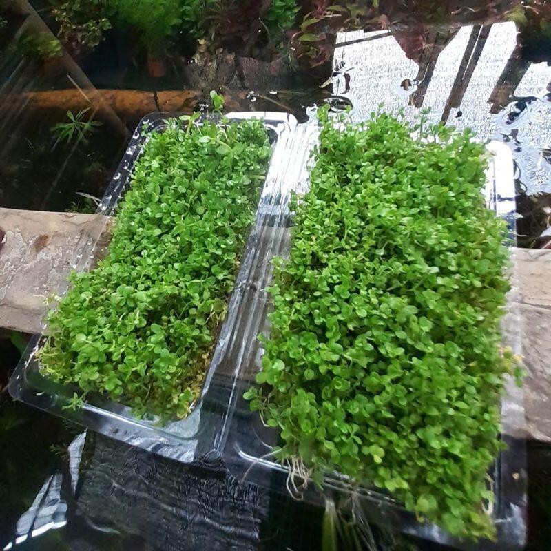 Tanaman Karpet (Carpet Plant) Low Tech Pilihan Dan Tantangannya