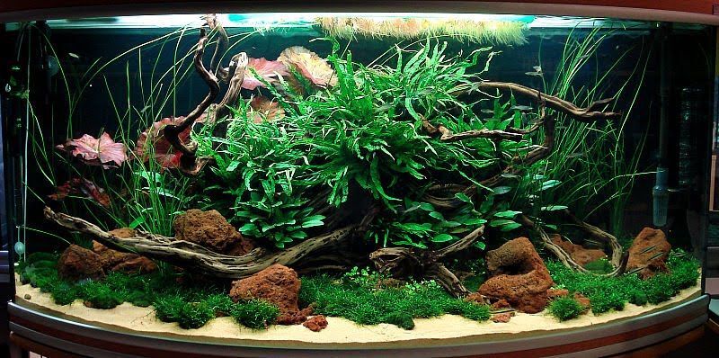 Apa Itu Aquascape Low Tech? (Panduan Lengkap Untuk Pemula)