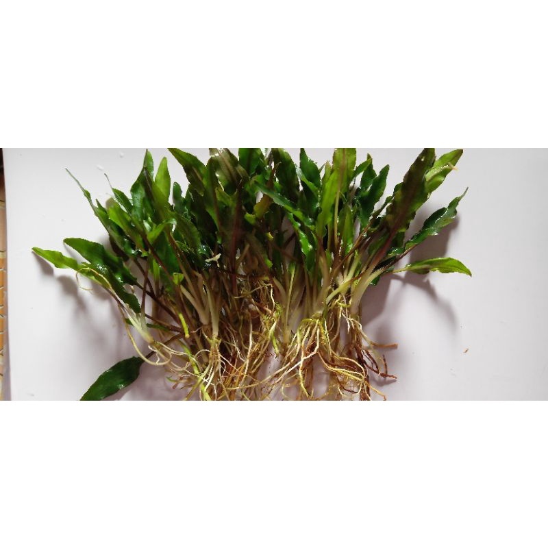 Cryptocoryne Tanaman Sempurna Untuk Area Midground Low Tech