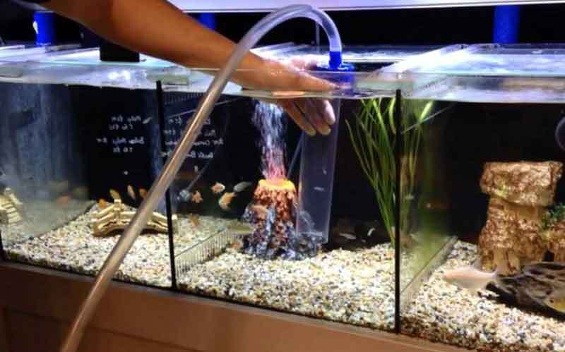 Mengatasi Air Keruh Atau Berkabut Di Akuarium Baru