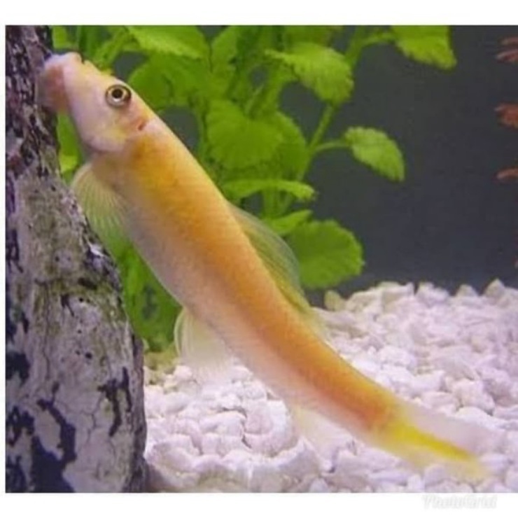 Tim Pembersih Ikan & Keong Pemakan Alga (Algae Eater) Wajib