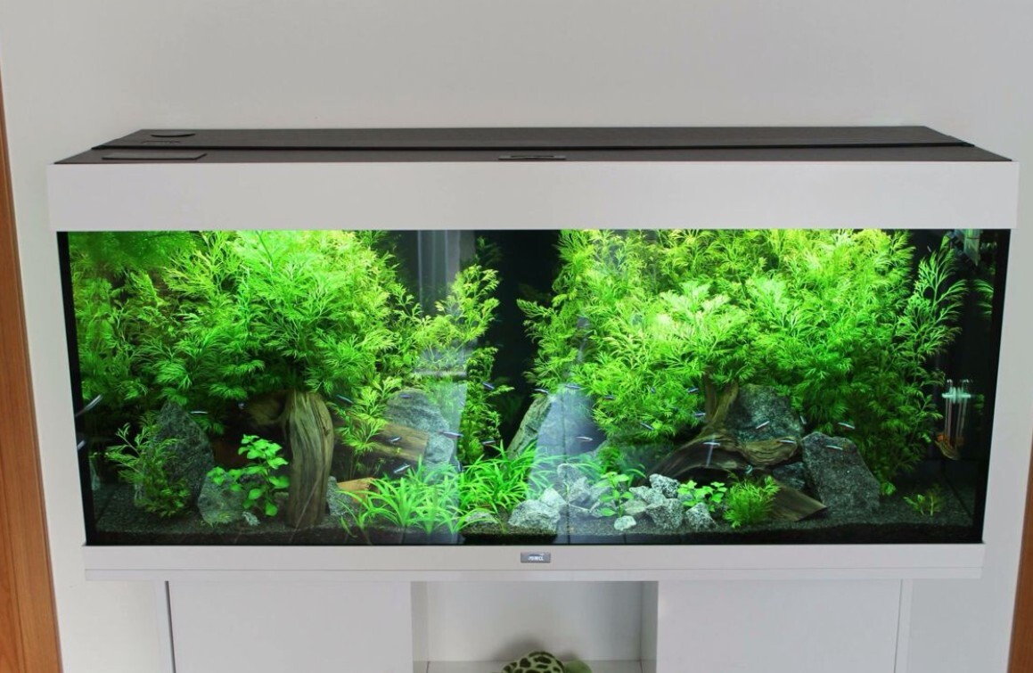 Memilih Akuarium Ukuran Ideal Untuk Setup Low Tech Yang Stabil