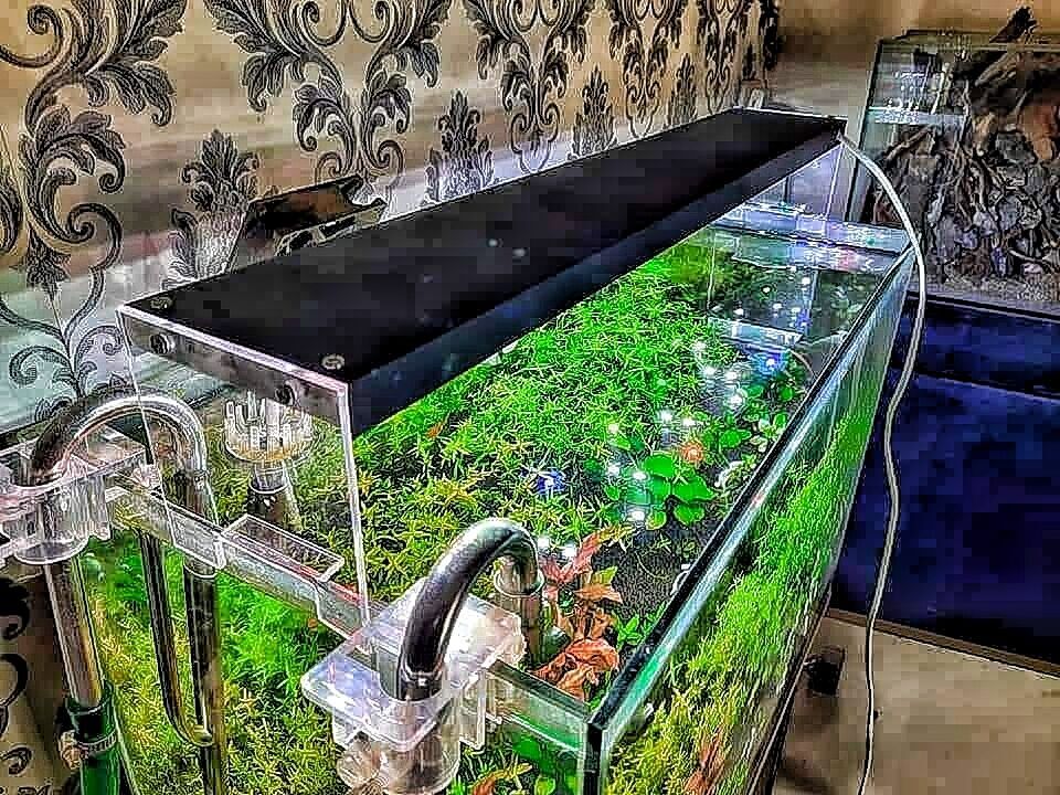 10 Rekomendasi Lampu Aquascape Terbaik untuk Ikan dan Tanaman (2023) 10 Rekomendasi Lampu Aquascape Terbaik untuk Ikan dan Tanaman (2023)