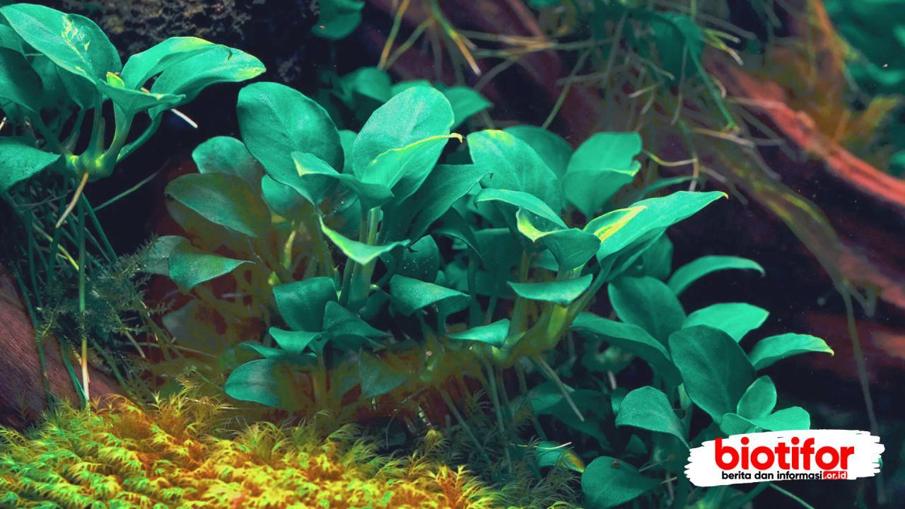 Panduan Lengkap Tanaman Anubias Raja Tanaman Low Tech