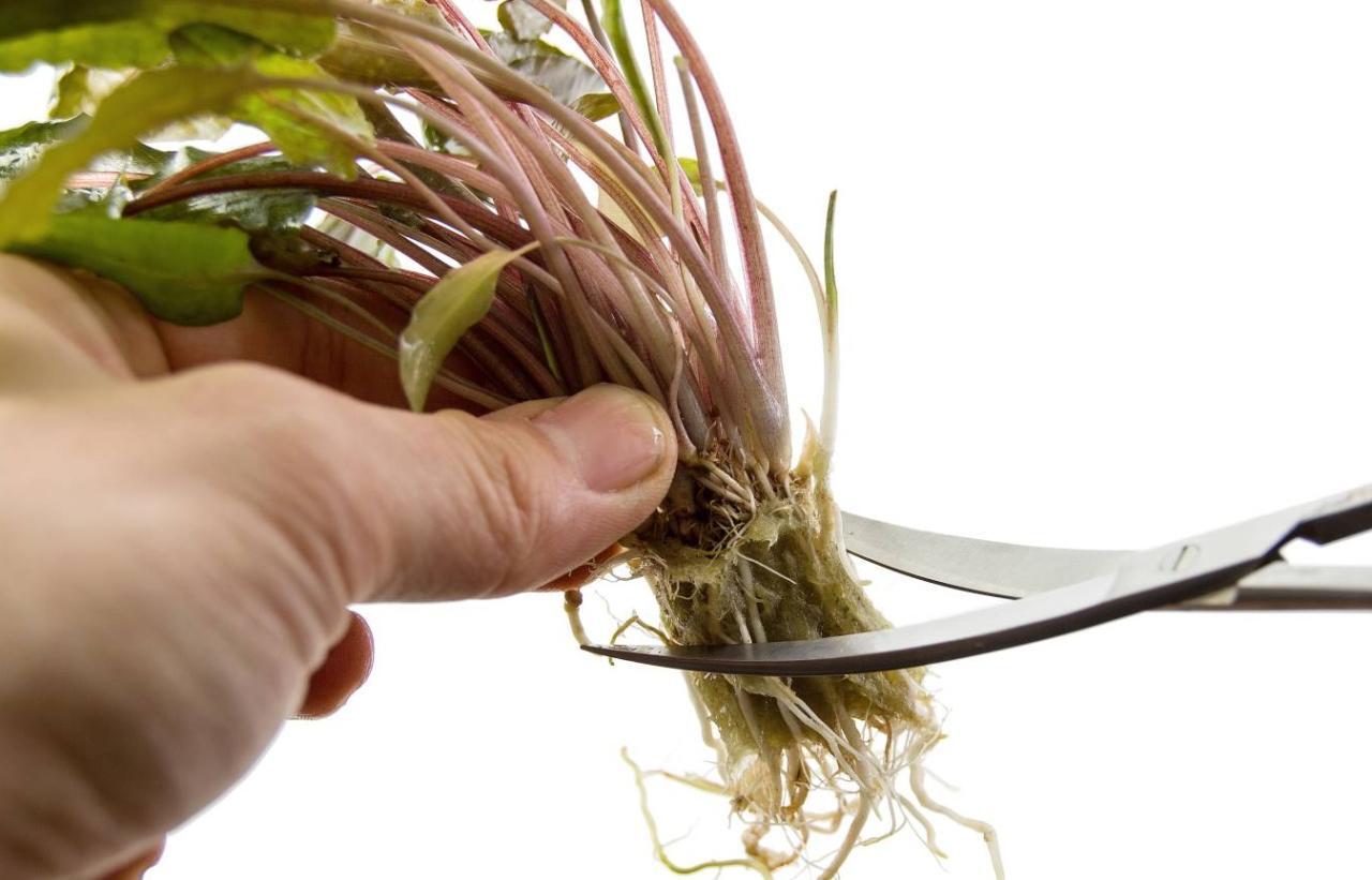 Cara Trimming (Memangkas) Tanaman Agar Aquascape Tetap Rapi