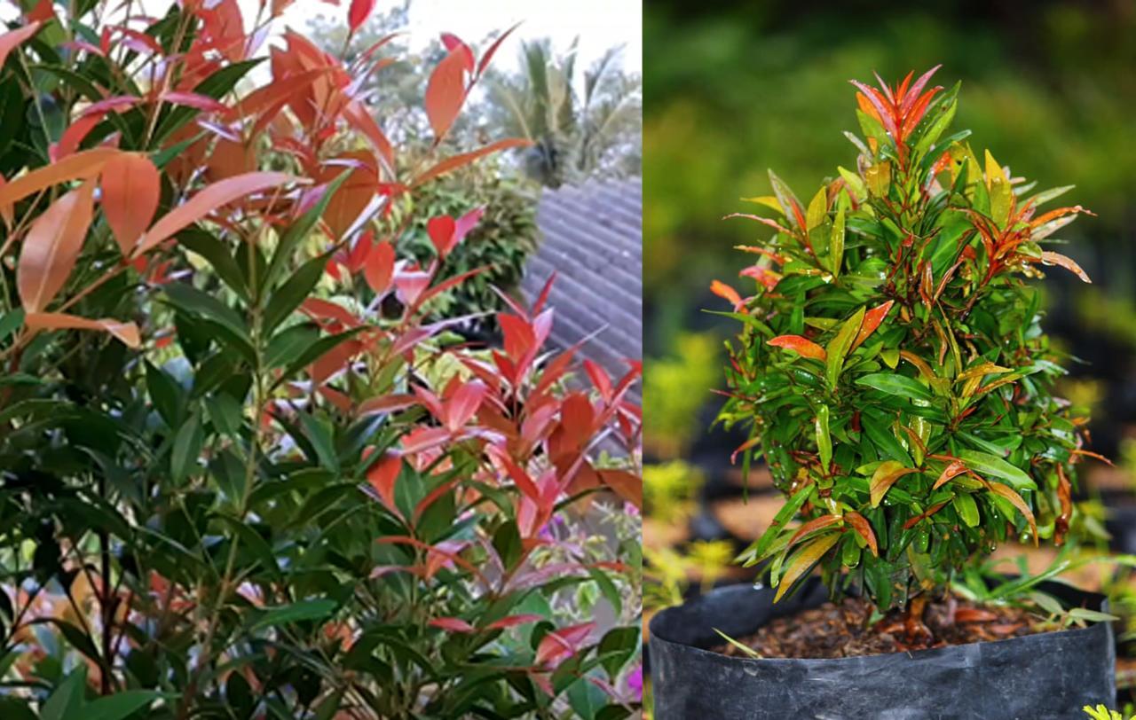 10 Tanaman Stem (Batang) Yang Mudah Tumbuh Tanpa Co2 Tambahan