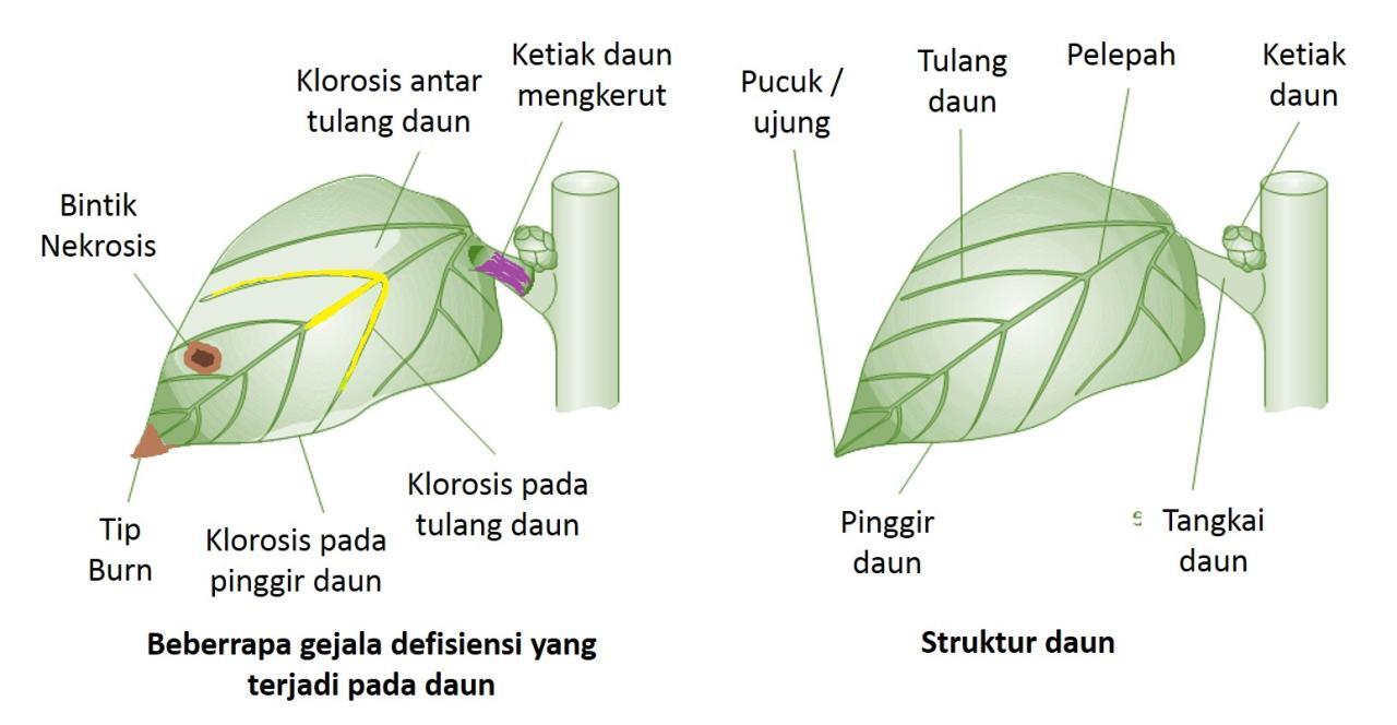 Tanda-Tanda Tanaman Aquascape Anda Kurang Nutrisi (Defisiensi)