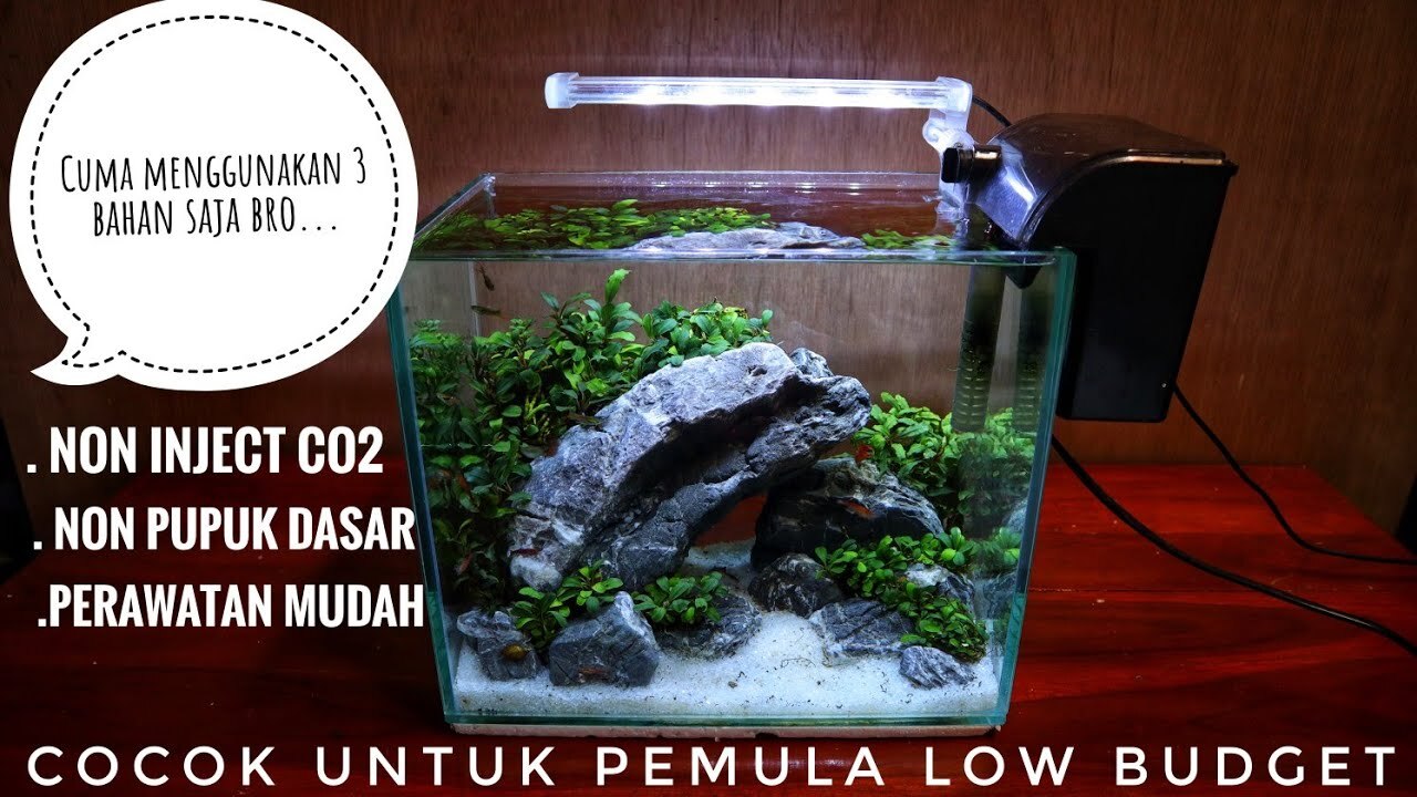 Prinsip Desain (Layout) Sederhana Untuk Aquascape Low Tech