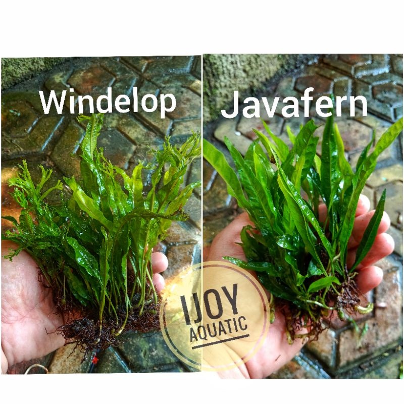 Mengenal Java Fern (Kadaka) Tanaman Kuat Yang Wajib Ada
