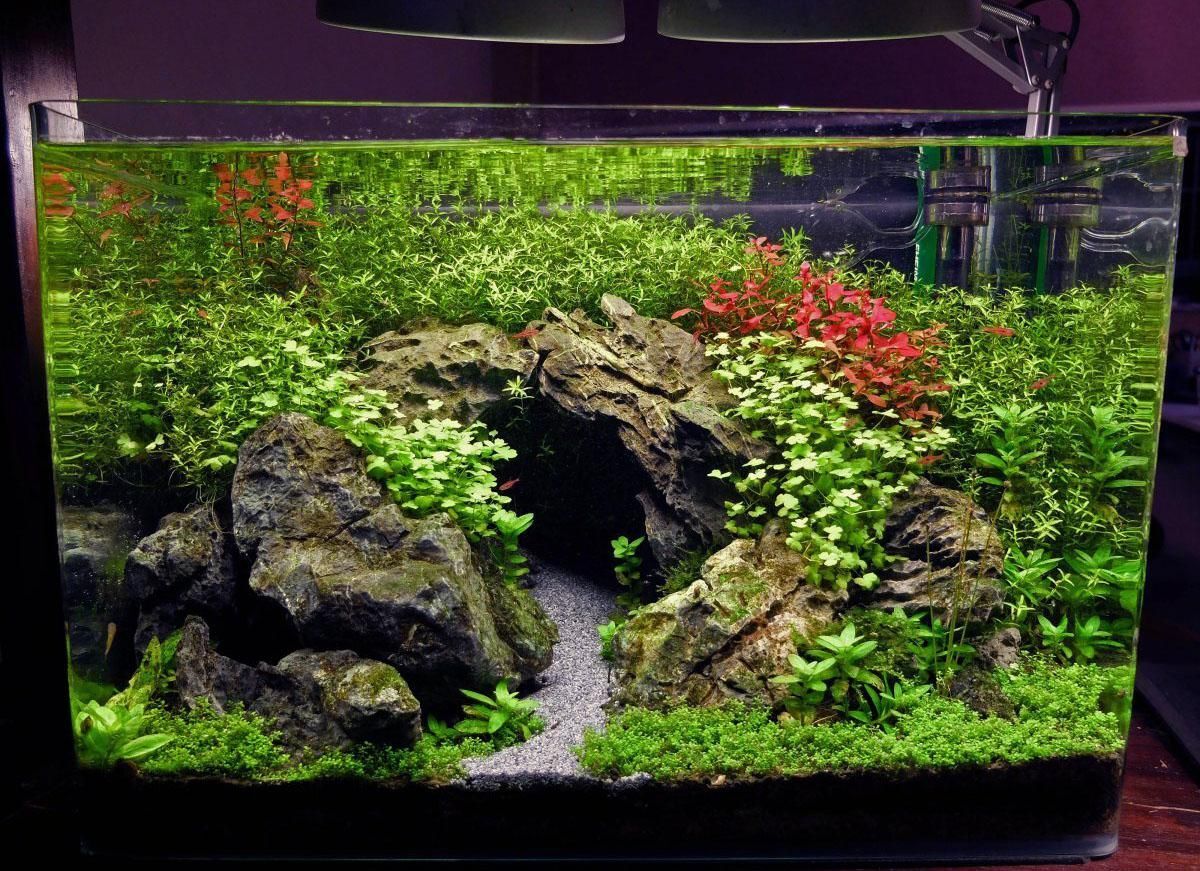 Setup Aquascape Low Tech “Budget Pelajar” Murah Tapi Indah