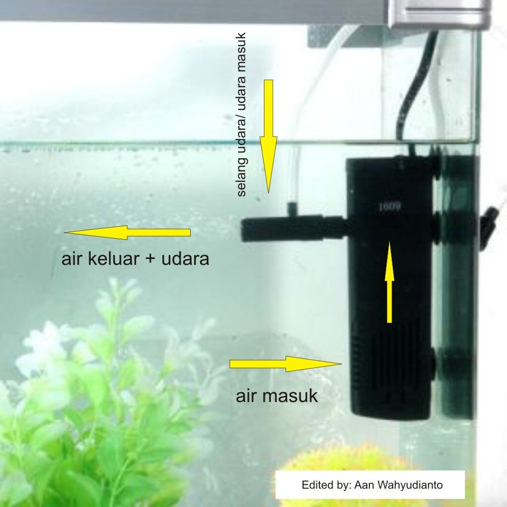 Seberapa Penting Filter Untuk Akuarium Low Tech? (Dan Jenis Filternya)
