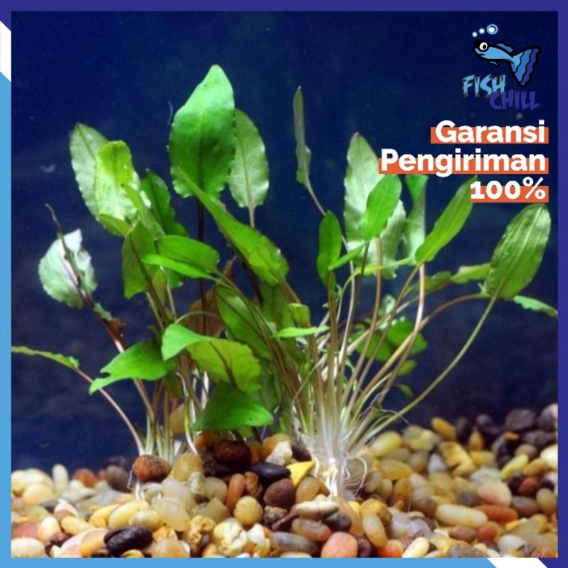 Jenis Substrat Terbaik Untuk Aquascape Low Tech Pasir Vs Soil