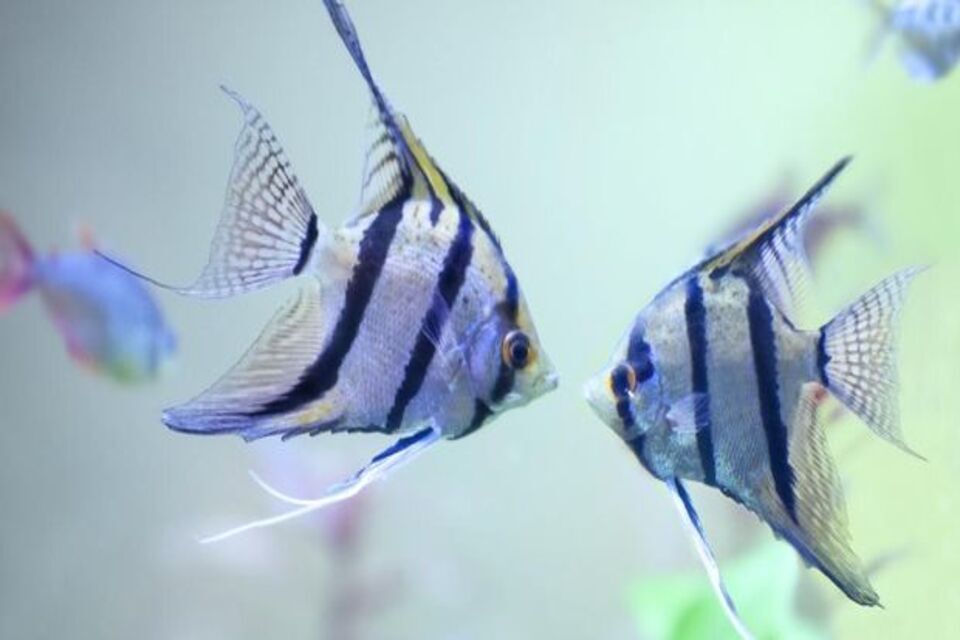 10 Ikan Hias Terbaik Yang Cocok Untuk Ekosistem Aquascape Low Tech