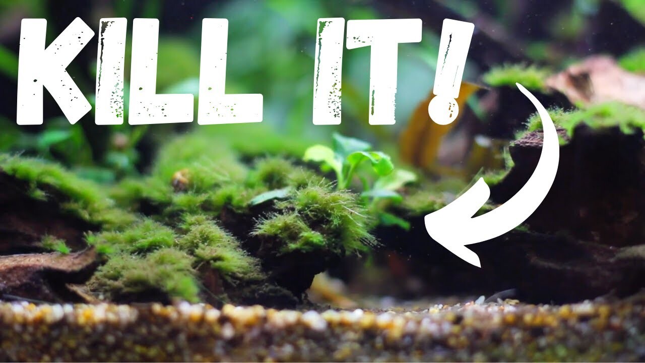 Cara Mengatasi Serangan Bba (Black Brush Algae) Yang Membandel