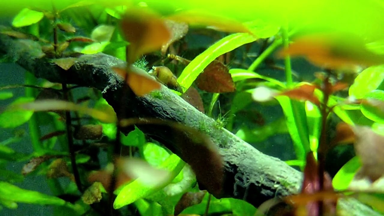 Mengapa Alga Selalu Muncul Di Aquascape Low Tech? (Penyebab Utama)