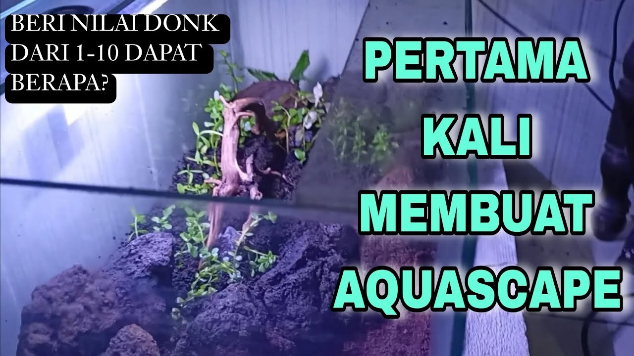 7 Kesalahan Umum Pemula Saat Membuat Aquascape Low Tech
