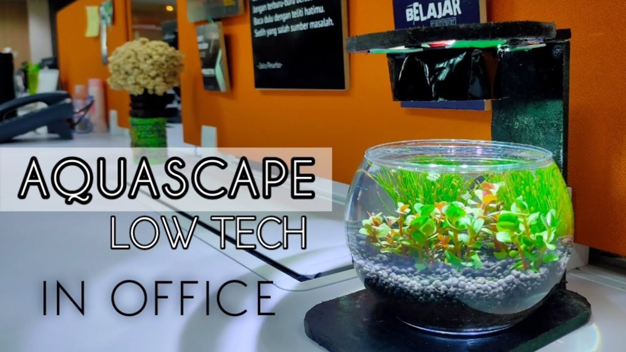 Panduan Step-By-Step Membangun Aquascape Low Tech Pertama Anda