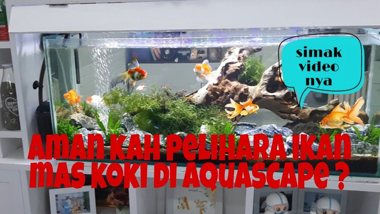 Troubleshooting Mengapa Ikan Sering Mati Di Aquascape?
