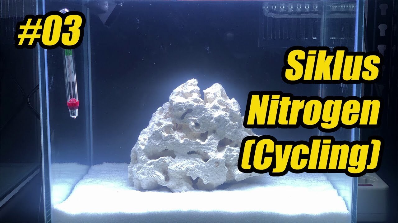 Panduan Siklus Nitrogen (Cycling) Pada Akuarium Low Tech Wajib Tahu!