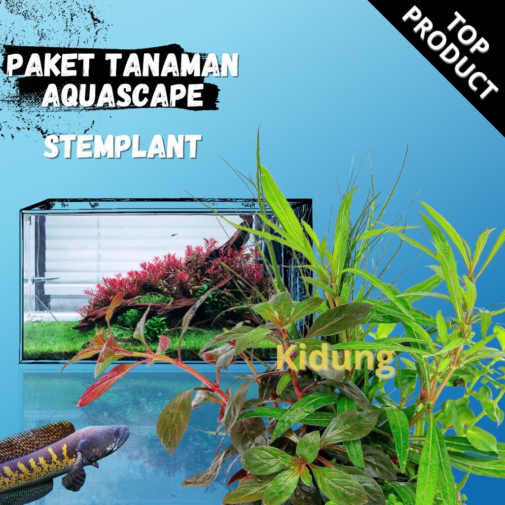 Perbedaan Mendasar Aquascape Low Tech Vs High Tech (Tanpa Co2 Vs Co2)