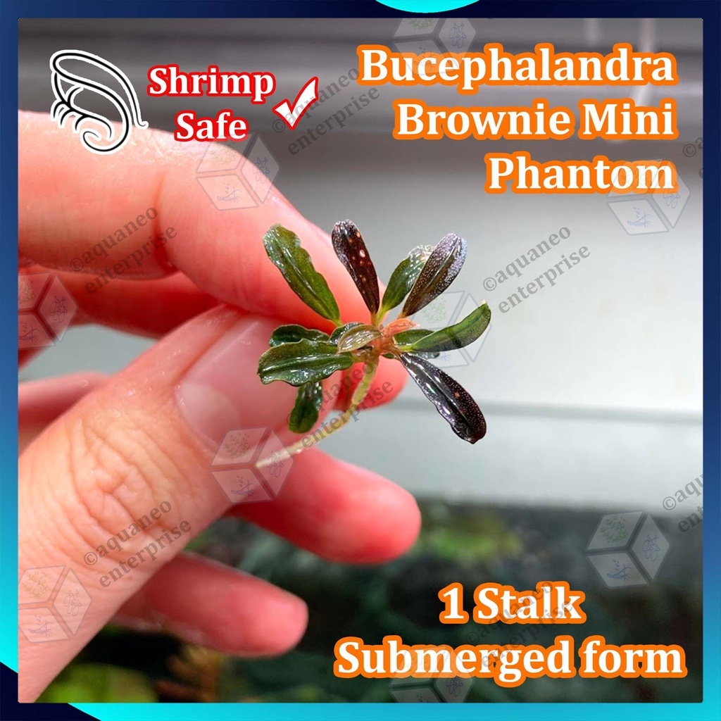 Mengenal Bucephalandra Permata Low Tech Yang Eksotis