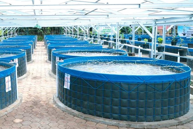 Ikan Apa Yang Harus Dihindari Dalam Setup Low Tech?