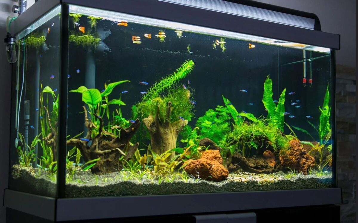 Cara Membersihkan Kaca Akuarium Dari Lumut Dengan Aman