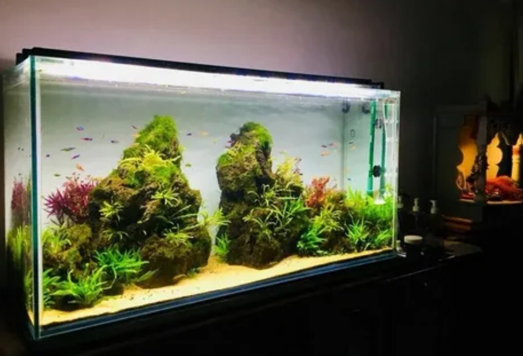 Cara Mengganti Air (Water Change) Yang Benar Untuk Akuarium Low Tech