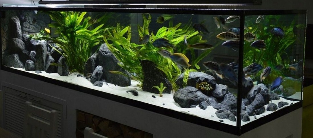 Tanaman Meleleh (Melting) Setelah Ditanam? Ini Penyebab Dan Solusinya